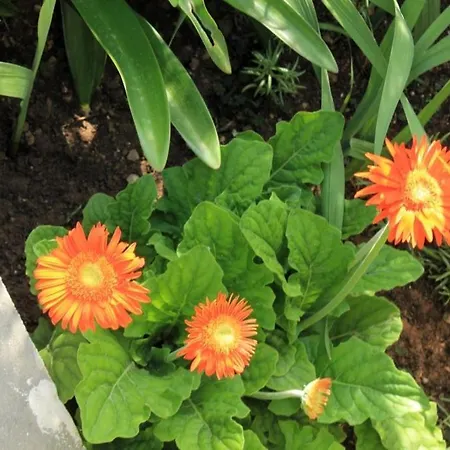 With A Parking Space Apartament